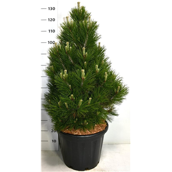 Bor(Pinus) heldreichii 'Malinki' F00005993