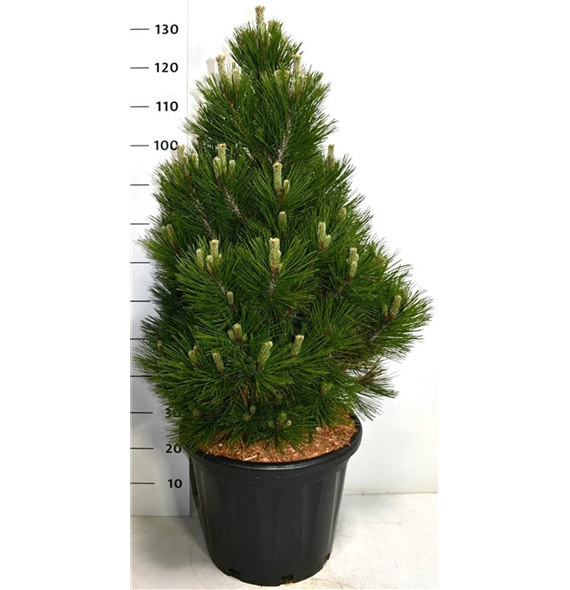 Bor(Pinus) heldreichii 'Malinki' F00005993