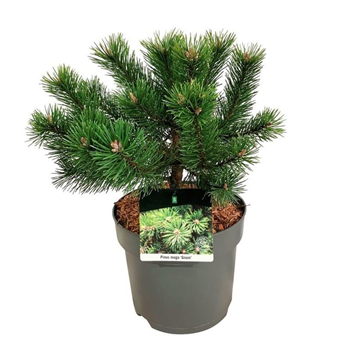Bor(Pinus) mugo 'Gnom' F00008378