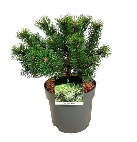 Bor(Pinus) mugo 'Gnom' F00008378