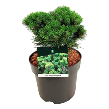 Bor(Pinus) mugo 'Heideperle' F00008376