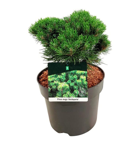 Bor(Pinus) mugo 'Heideperle' F00008376