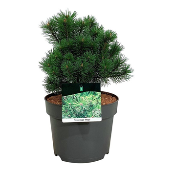 Bor(Pinus) mugo 'Mops' F00008377
