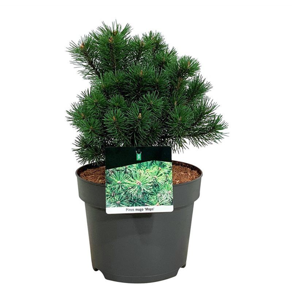 Bor(Pinus) mugo 'Mops' F00008377