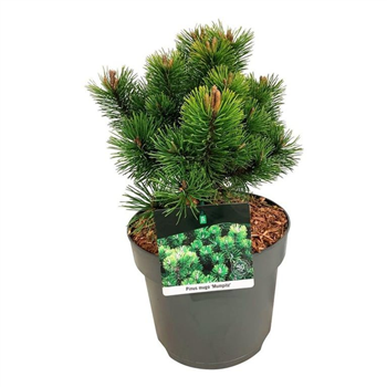 Bor(Pinus) mugo 'Mumpitz' F00008379