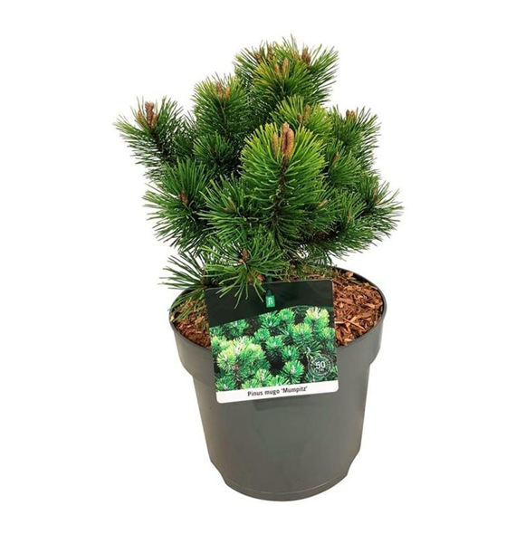 Bor(Pinus) mugo 'Mumpitz' F00008379