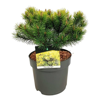 Bor(Pinus) mugo 'Ophir' F00008380