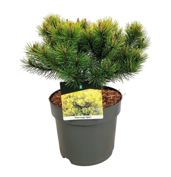 Bor(Pinus) mugo 'Ophir' F00008380
