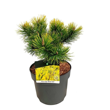 Bor(Pinus) mugo 'Winter Gold' F00008381