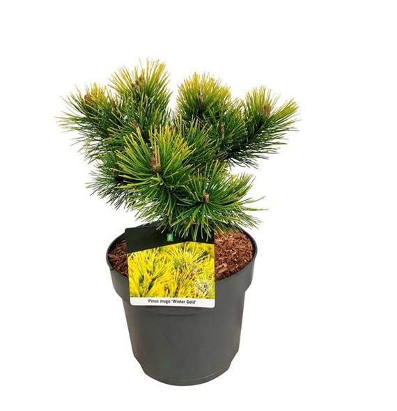 Bor(Pinus) mugo 'Winter Gold' F00008381