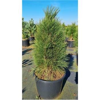 Bor(Pinus) nigra 'Green Tower' F00007569