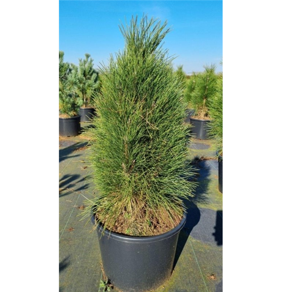 Bor(Pinus) nigra 'Green Tower' F00007569