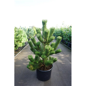 Bor(Pinus) nigra 'Oregon Green' F00007571