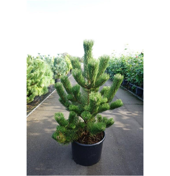 Bor(Pinus) nigra 'Oregon Green' F00007571