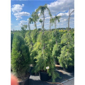 Bor(Pinus) strobus 'Pendula' F00007570
