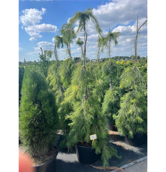 Bor(Pinus) strobus 'Pendula' F00007570