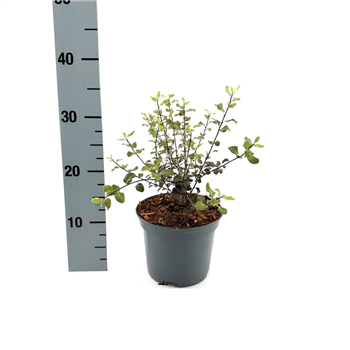 Pittosporum tenuifolium 'Dark Diva' F00008343