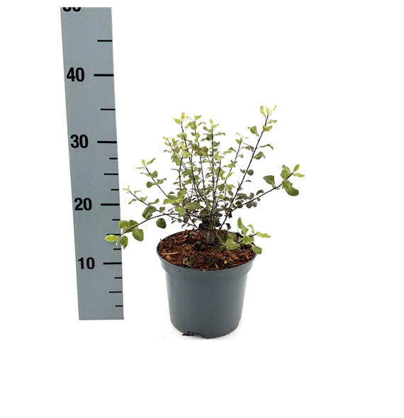 Pittosporum tenuifolium 'Dark Diva' F00008343