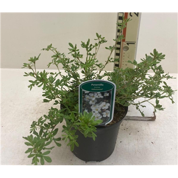 Potentilla fruticosa 'Abbotswood' F00008392
