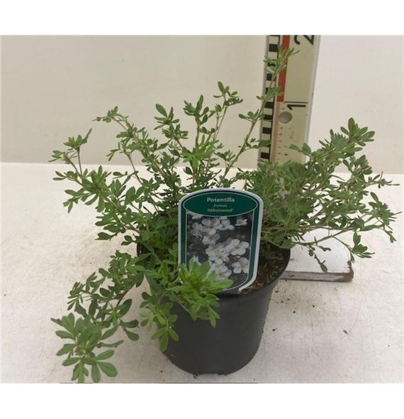 Potentilla fruticosa 'Abbotswood' F00008392