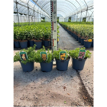 Potentilla fruticosa 'Bella Lindsey' F00008442