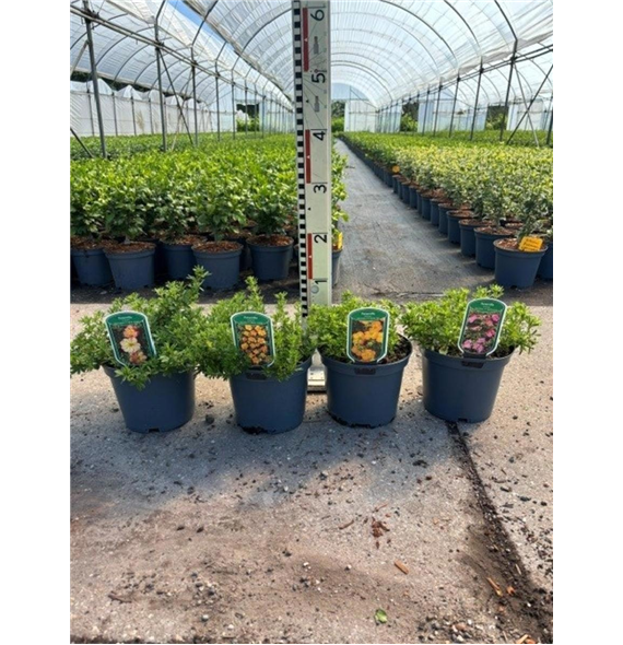 Potentilla fruticosa 'Bella Lindsey' F00008442