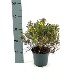 Potentilla fruticosa 'Kobold' F00008427