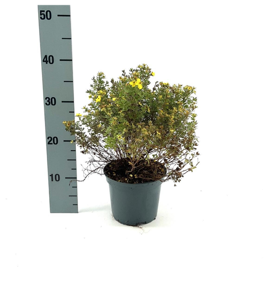 Potentilla fruticosa 'Kobold' F00008427
