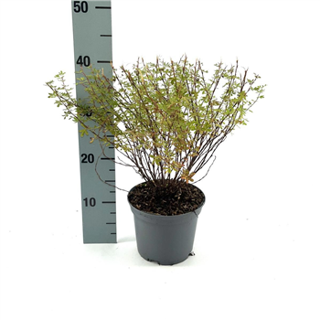 Potentilla fruticosa 'Pretty Polly' F00008362