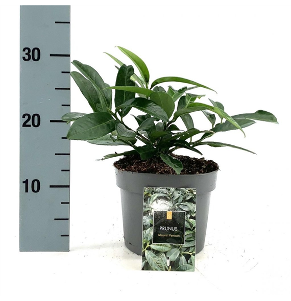 Prunus laurocerasus 'Mount Vernon' F00008478
