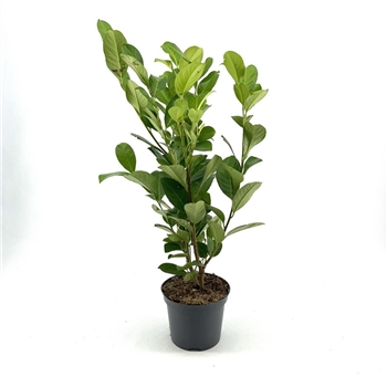 Prunus laurocerasus 'Rotundifolia' F00008444