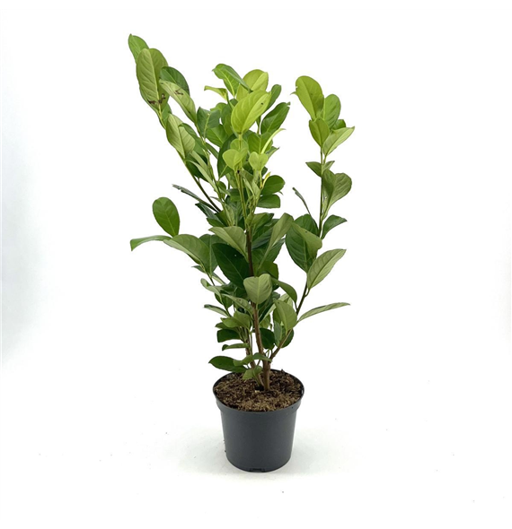 Prunus laurocerasus 'Rotundifolia' F00008444