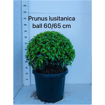 Prunus lusitanica 'Angustifolia' F00005455