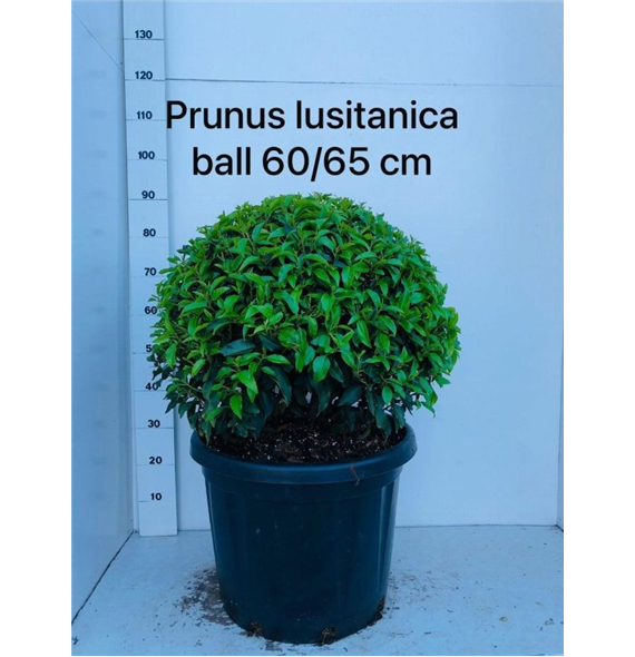 Prunus lusitanica 'Angustifolia' F00005455
