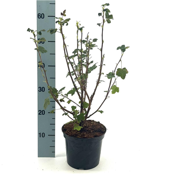 Ribes sanguineum 'King Edward VII' F00008445
