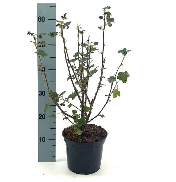 Ribes sanguineum 'King Edward VII' F00008445