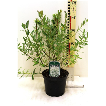 Salix integra 'Hakuro-nishiki' F00008405