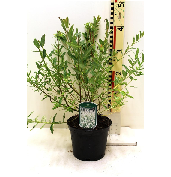 Salix integra 'Hakuro-nishiki' F00008405