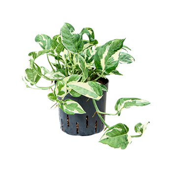 Scindapsus (Epipremnum) 'Glacier' 2SCGLHA13