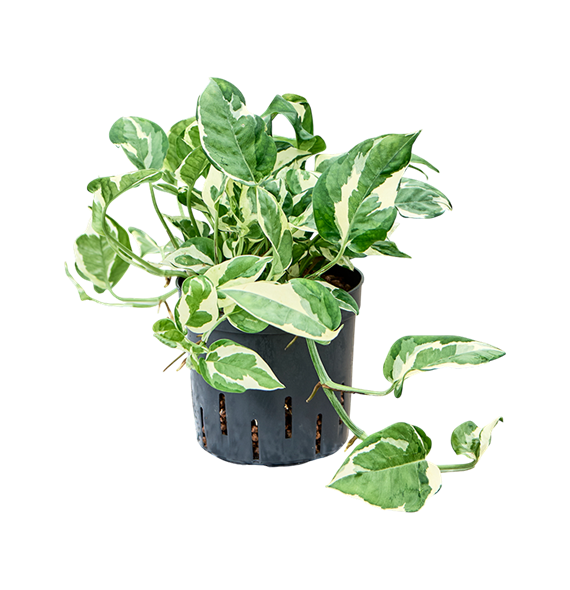 Scindapsus (Epipremnum) 'Glacier' 2SCGLHA13