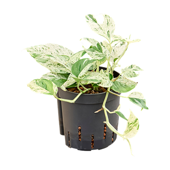Scindapsus (Epipremnum) 'Marble' 2SCMAHA13