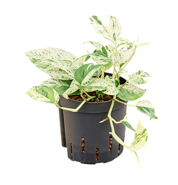 Scindapsus (Epipremnum) 'Marble' 2SCMAHA13