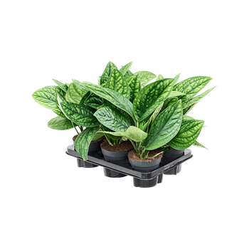 Scindapsus (Epipremnum) pinnatum 'Marble Planet' 6/tray 4SCMPHA13