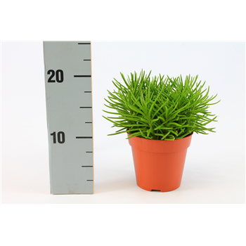 Senecio Himalaya F00000398