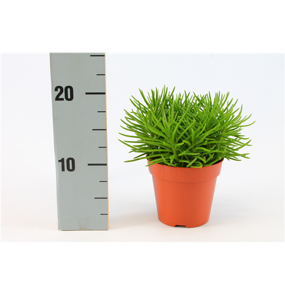 Senecio Himalaya F00000398