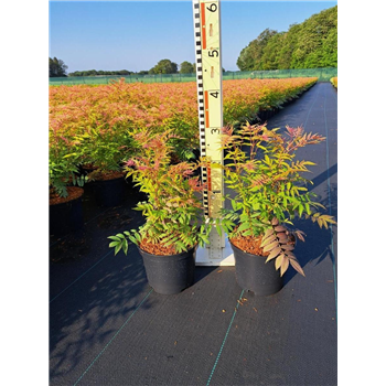 Sorbaria sorbifolia 'Sem' F00008406
