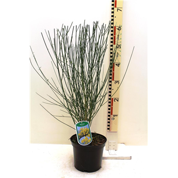 Spartium junceum F00008428