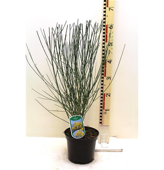 Spartium junceum F00008428