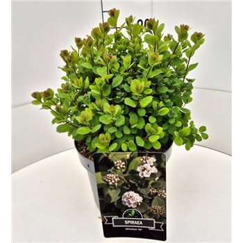 Spiraea betulifolia 'Tor' F00008237