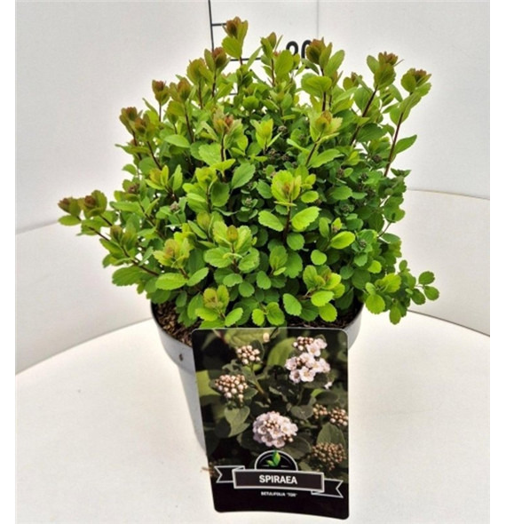 Spiraea betulifolia 'Tor' F00008237